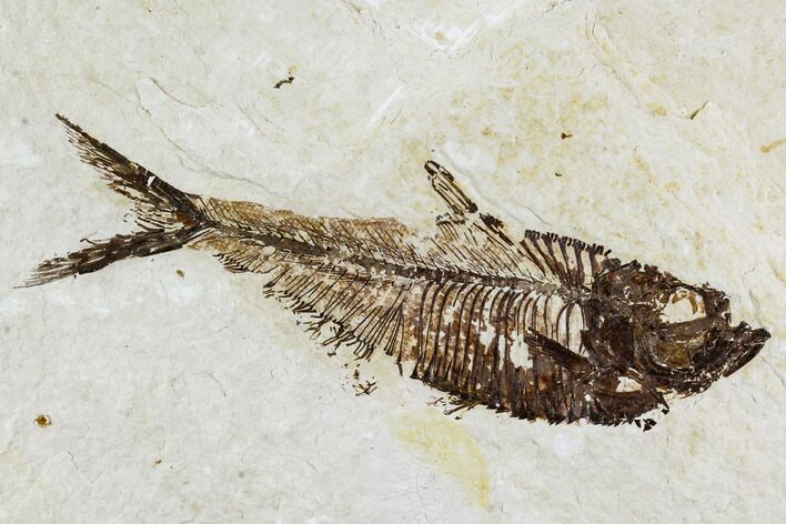 Fossil Fish Plate (Diplomystus) - Wyoming #111258